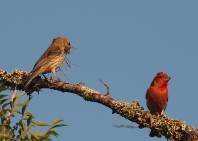 [A bright blue sky behind the finches as they perch on a branch. The male with his red coloring is on the right and faces the camera. The female which is brown and white is on the left facing the male which means most of her back is to the camera.]